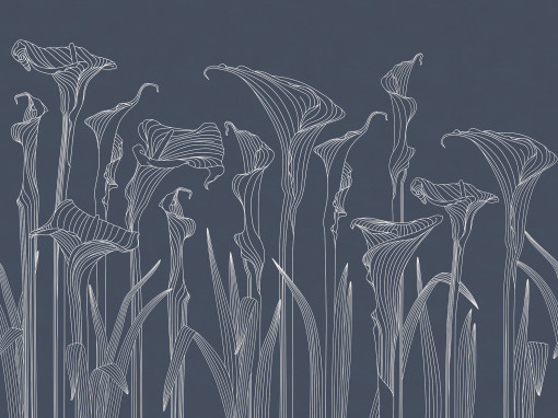 Kalla lilies blue