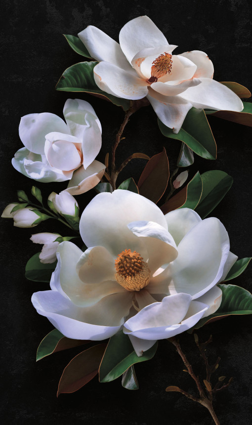 Magnolia macro
