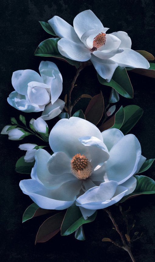 Magnolia macro blue