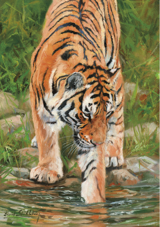 Amur Tiger, River