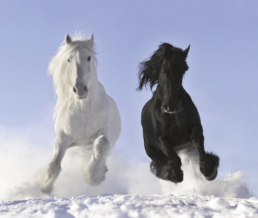 Белая и чёрная лошади