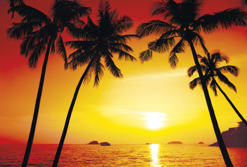 Пляж с пальмами на закате