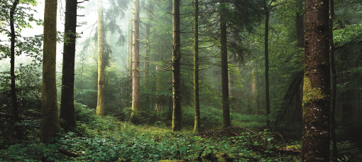 В лесной тиши