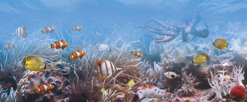 Коралловый рай