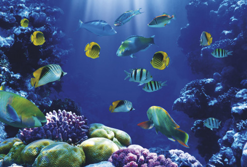 m 245 Кораллы и рыбы