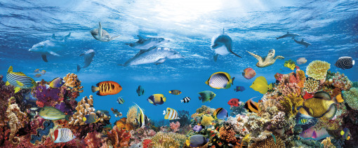 Коралловый риф и дельфины