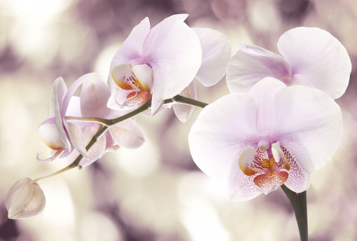 m 156 Фиолетовая орхидея