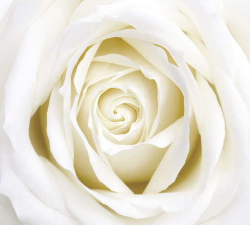 m 165 Белая роза