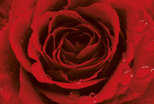 m 246 Красная роза с каплями росы
