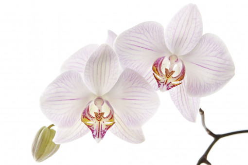 Белый цветок орхидеи
