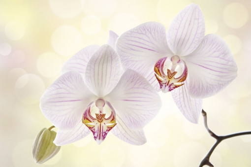 Белый цветок орхидеи