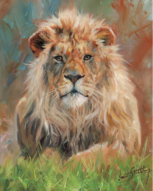 Lion front 1012